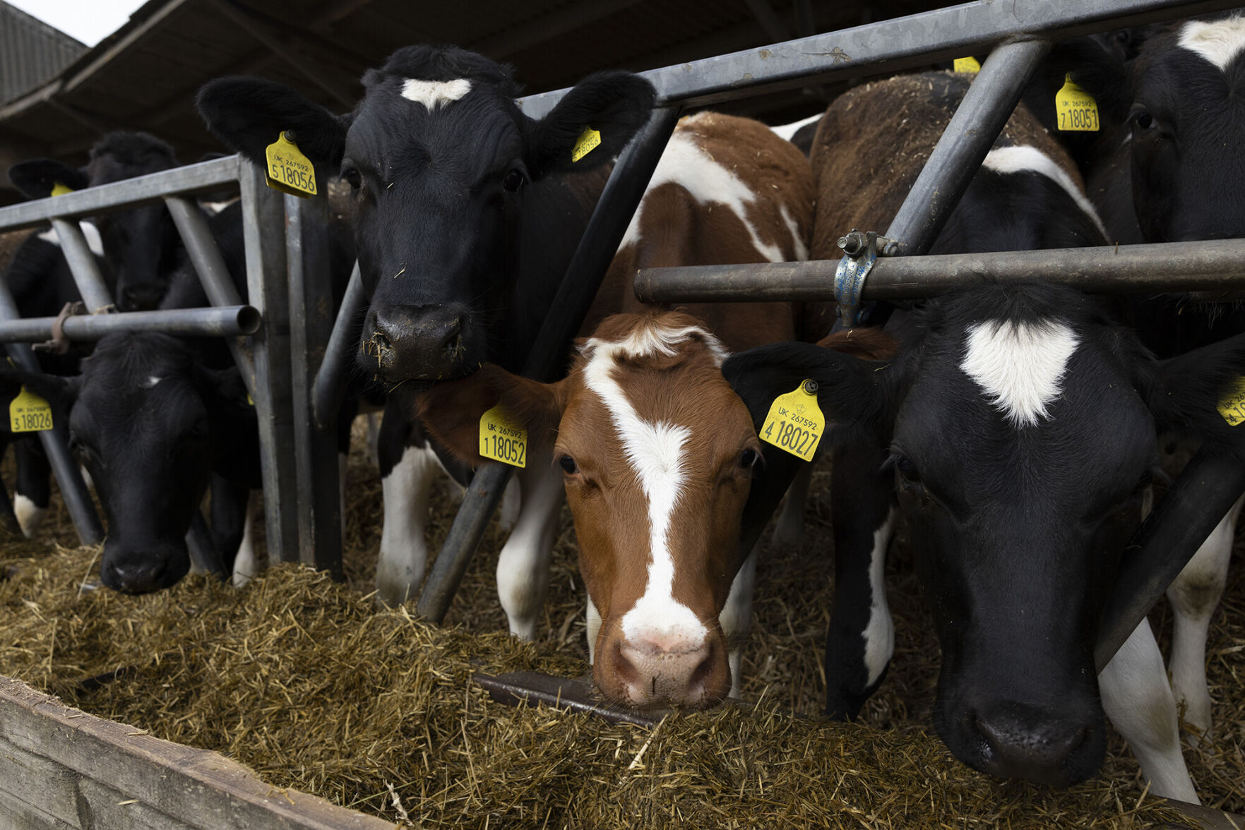 Why you could be paying 50% more for a jug of milk this year